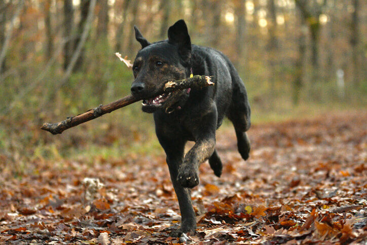 Hond leren apporteren welkoop